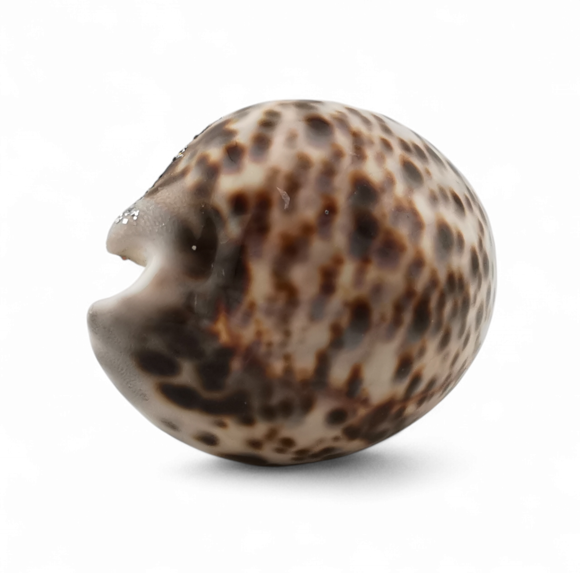 presepe in conchiglia naturale STROMBUS SINUATUS con natività in lega di zama